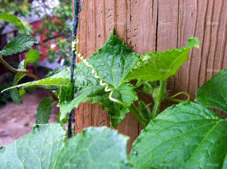 Cucumber tendril 