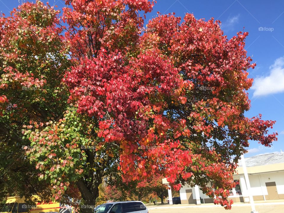 Colorful autumn 