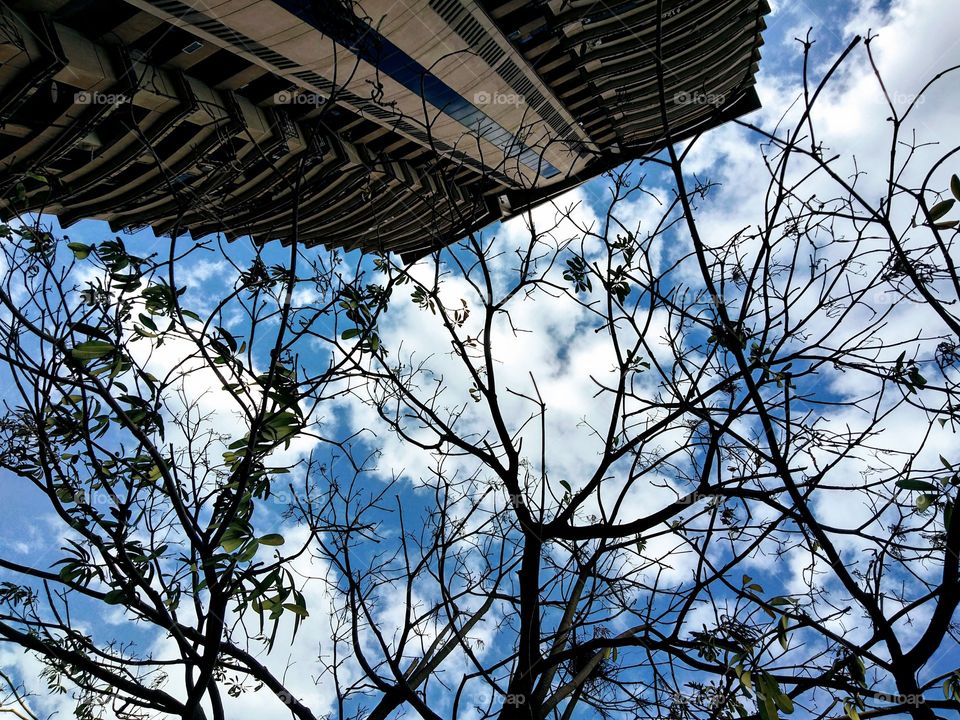 Tree, Branch, Wood, Sky, Nature