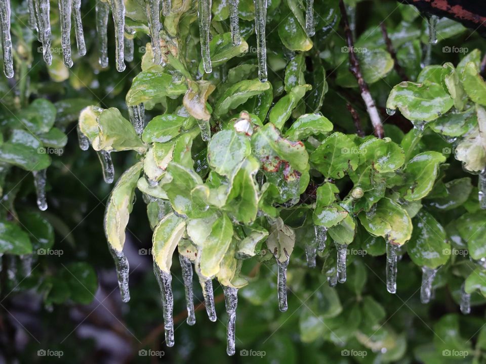 Freezing rain on leaves