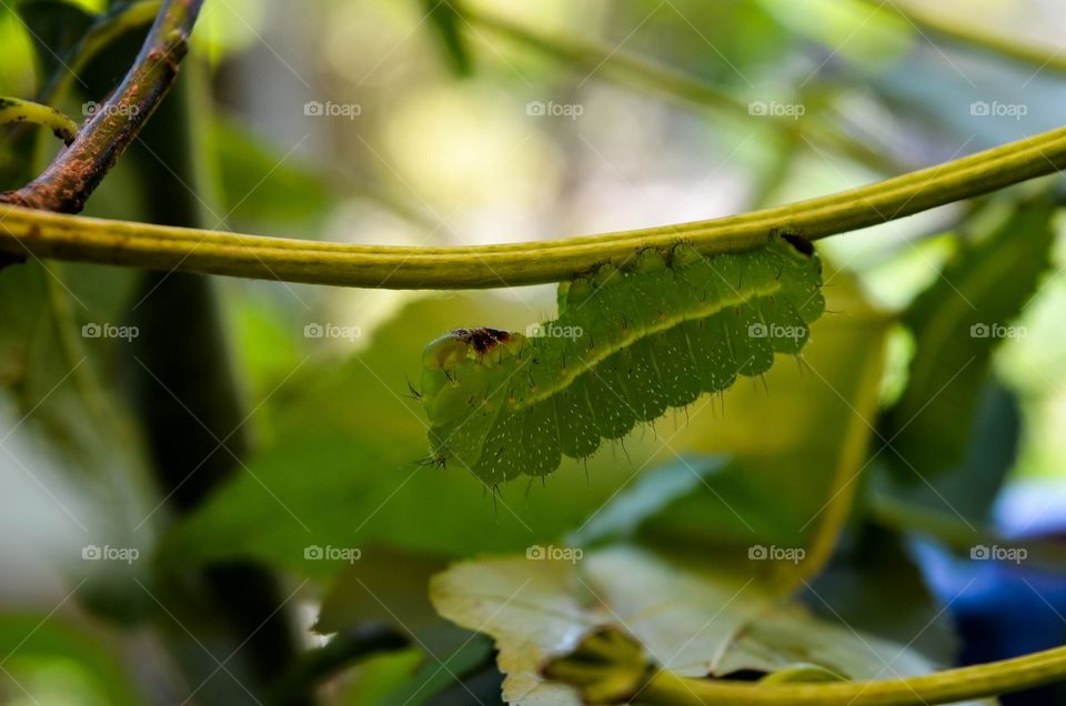 Macro Caterpillar