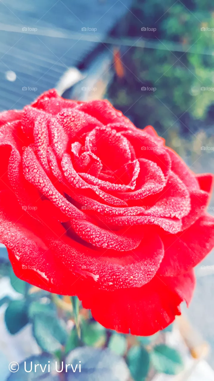 Rose🥀❤️
