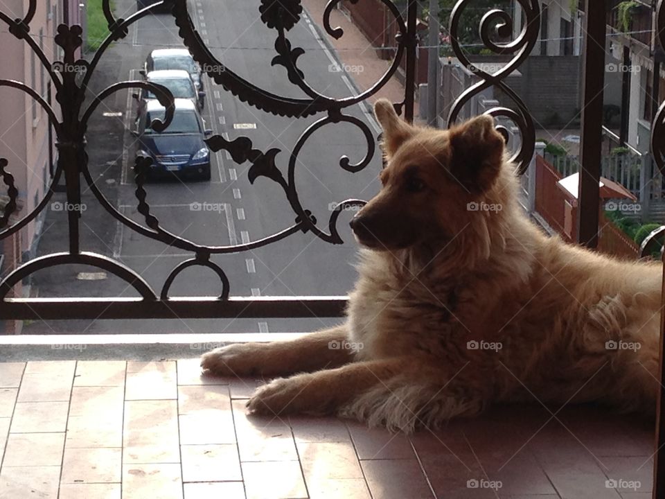 My beautiful dog, Perla! 