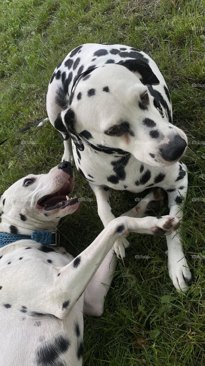 Dalmatian 