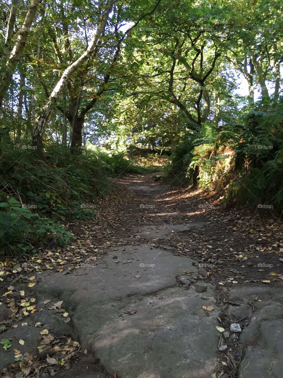 Wooded walk, Beeston Castle October 2015