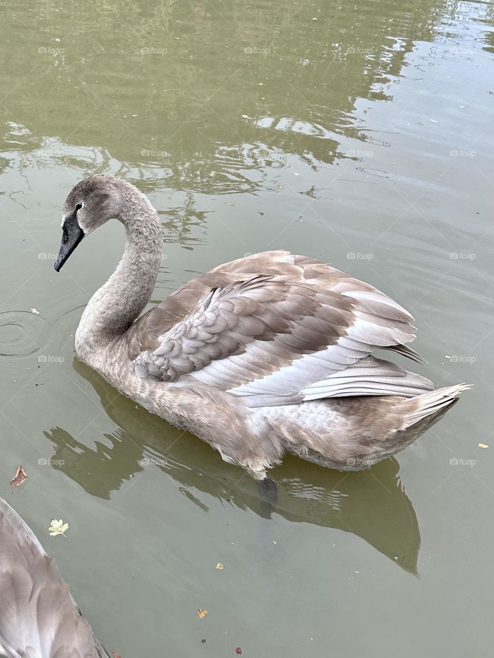 Wild adolescent swan swimming on Oxford canal in English countryside still with grey feathers not finished molting graceful animal wildlife water fowl