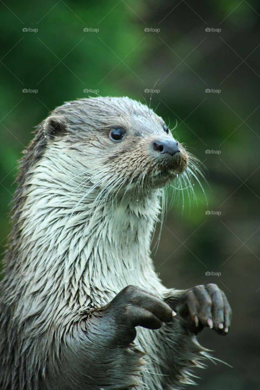 Otter in close-up and standing position