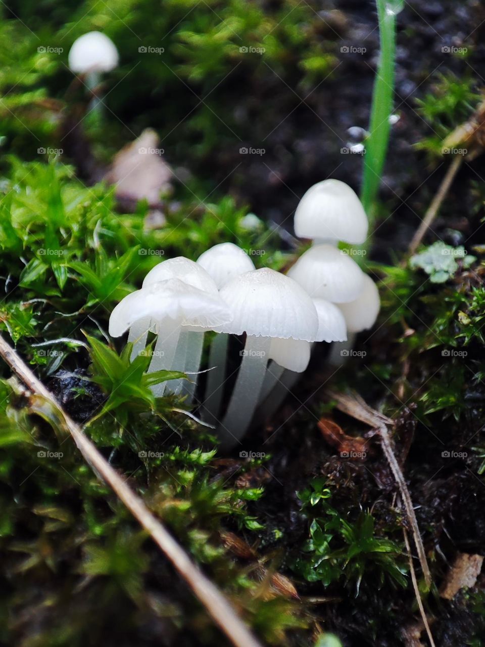 White small winter mushrooms Mycena alba macro on the mossy tree