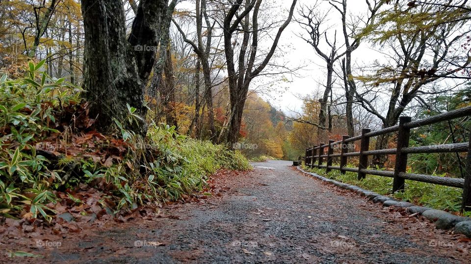 Fall roads