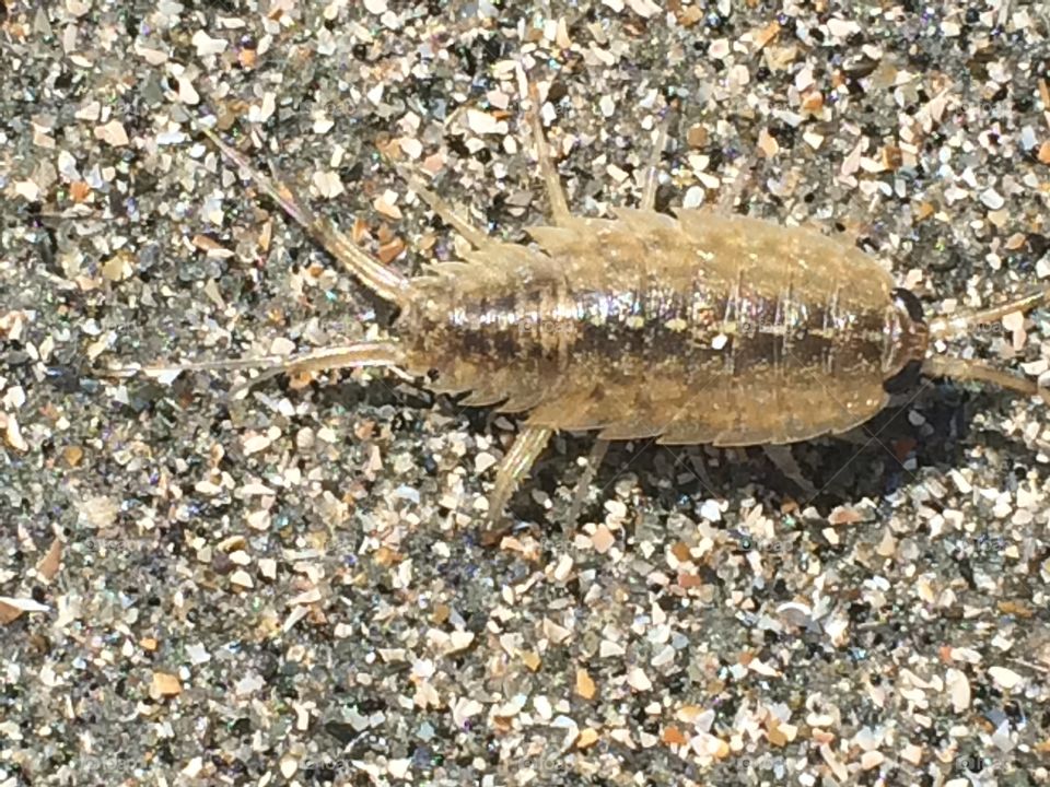 Sand flea
