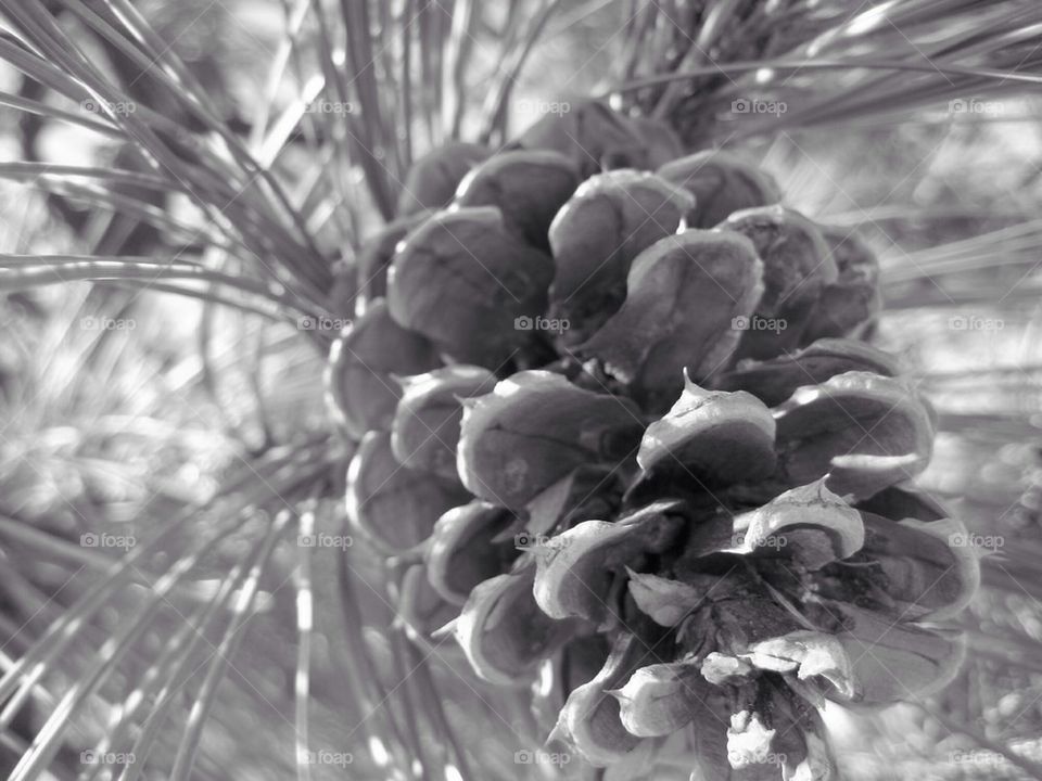 Pine cone