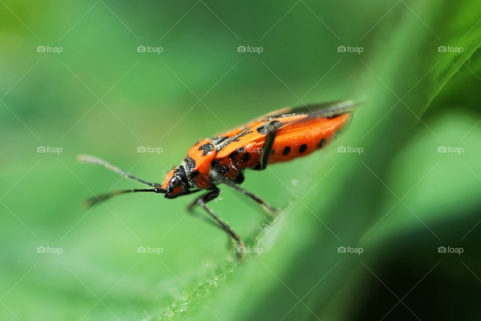 Corizus hyoscyami