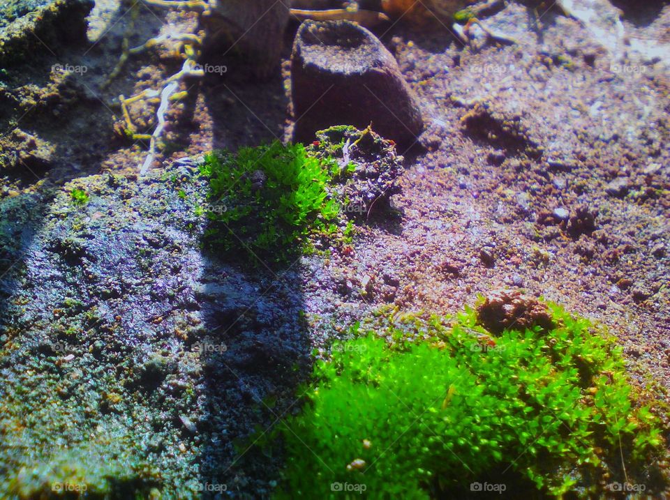 Green fungi on mud