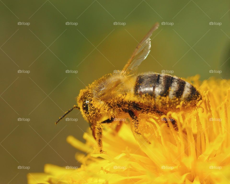 Honey bee covered with yellow pollen collecting nectar from dandelion flower