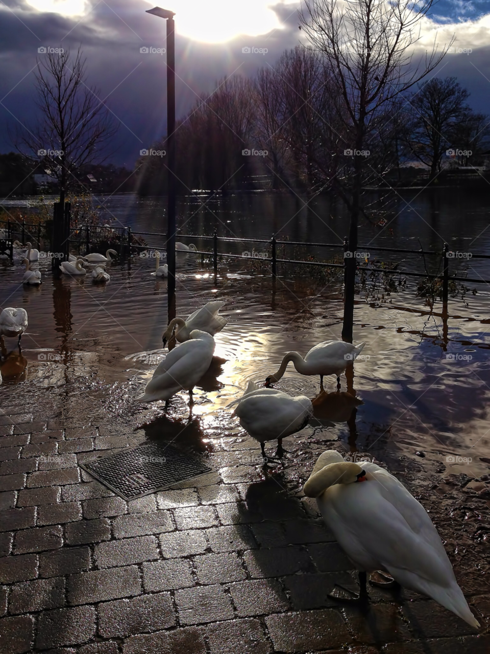 worcestershire uk the swans in by chris7ben