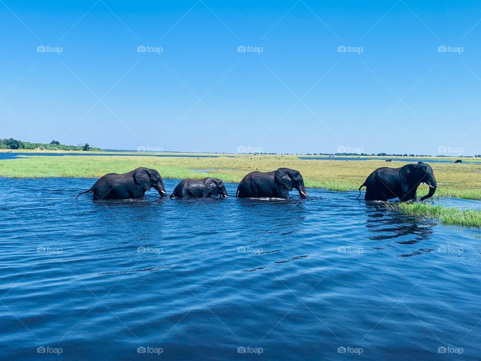 Follow the Elephant Leader - Botswana 