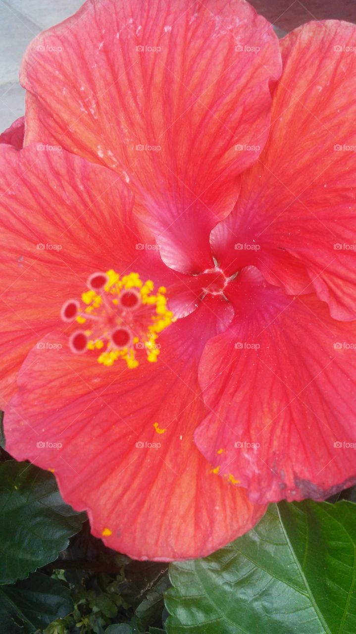 No Person, Nature, Hibiscus, Flower, Leaf