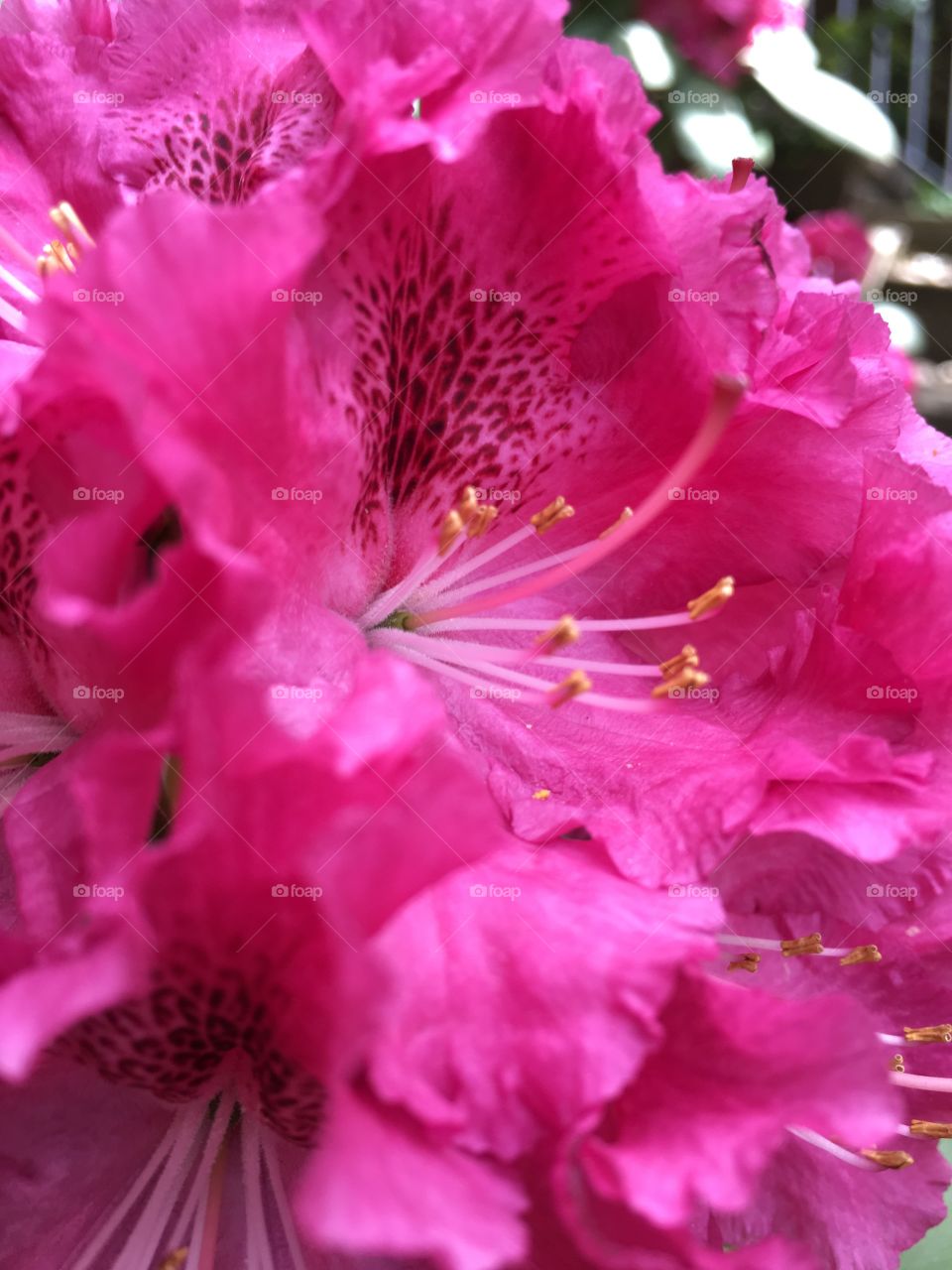 Closeup of rhododendron 