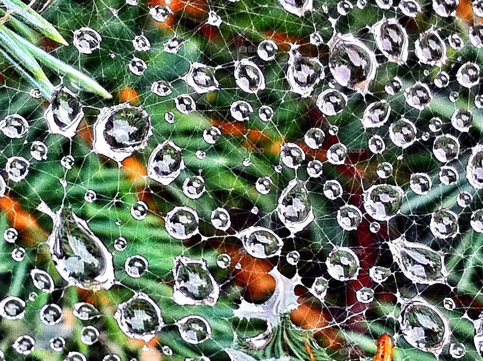 Water drops on a web 