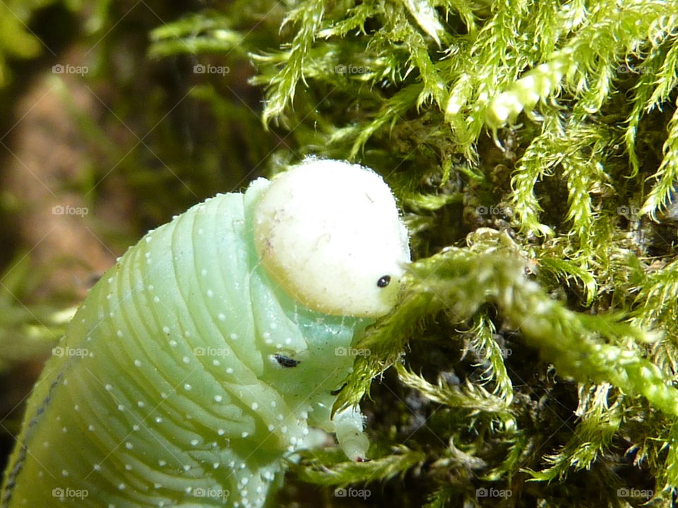 a hungry caterpillar