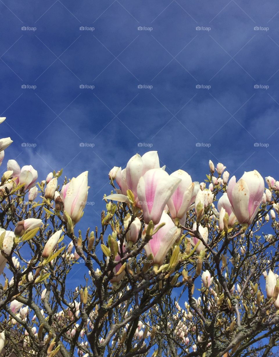 Magnolia