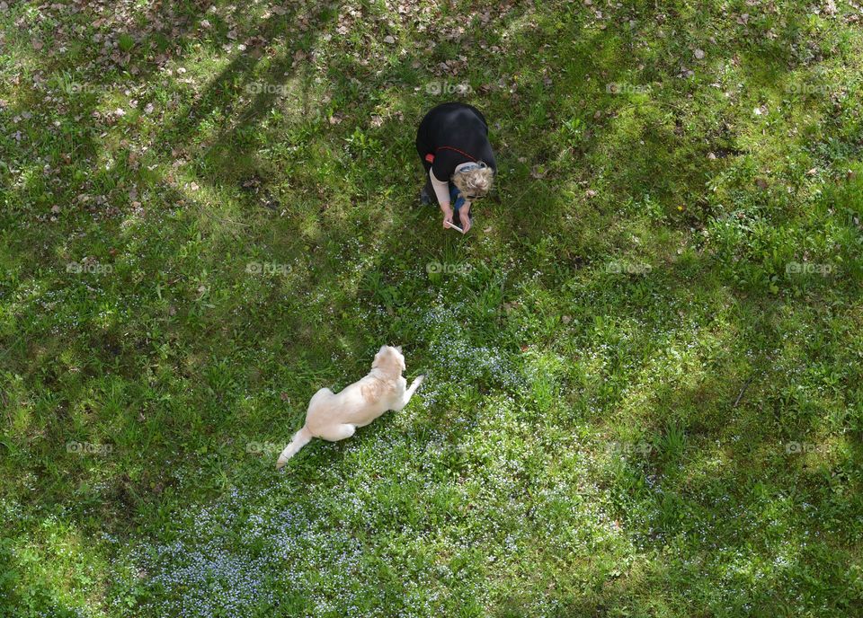 spring walk with dog top view