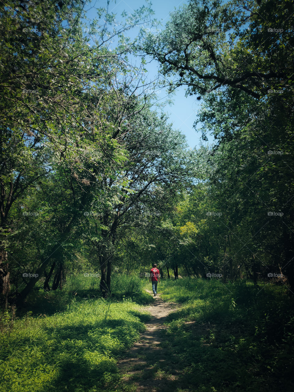 The path less traveled.  A man wearing a red shirt walking away in the distance through a forest path, past the shadows of the forest trees.