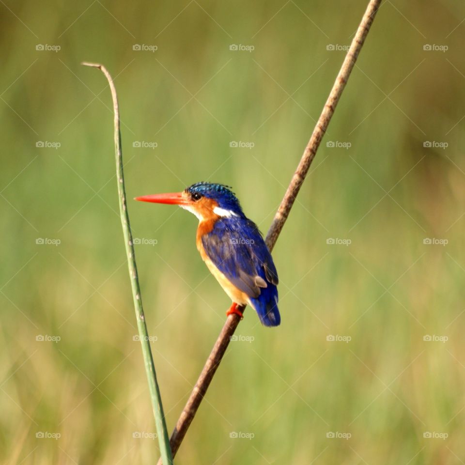 Lovely Bird. Seen at the Toledo Zoological Gardens, Toledo OH
