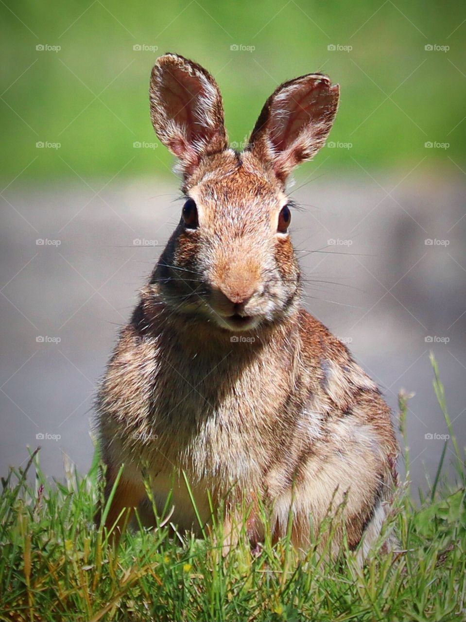 A rabbit stops to observe a photographer while eating clover on a sunny Pacific Northwest day