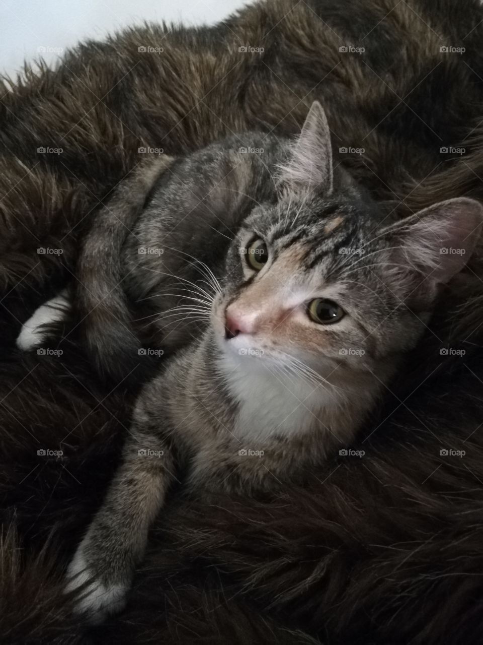 Kitten on fuzzy blanket