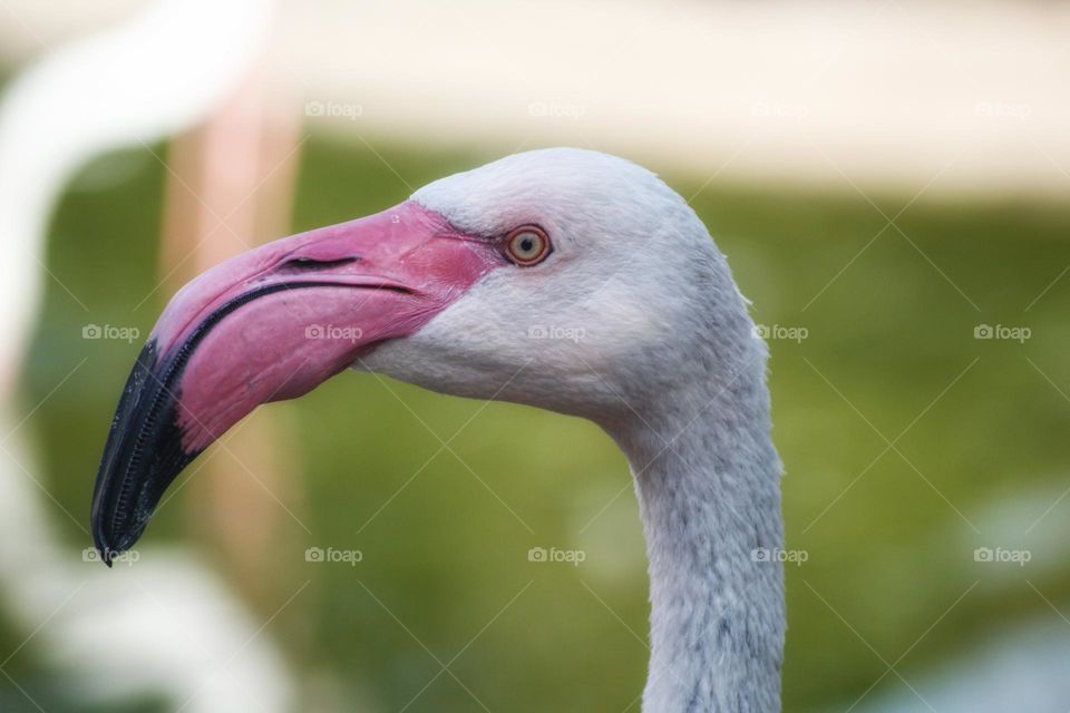 Colourful close-up of a flamingo portrait.