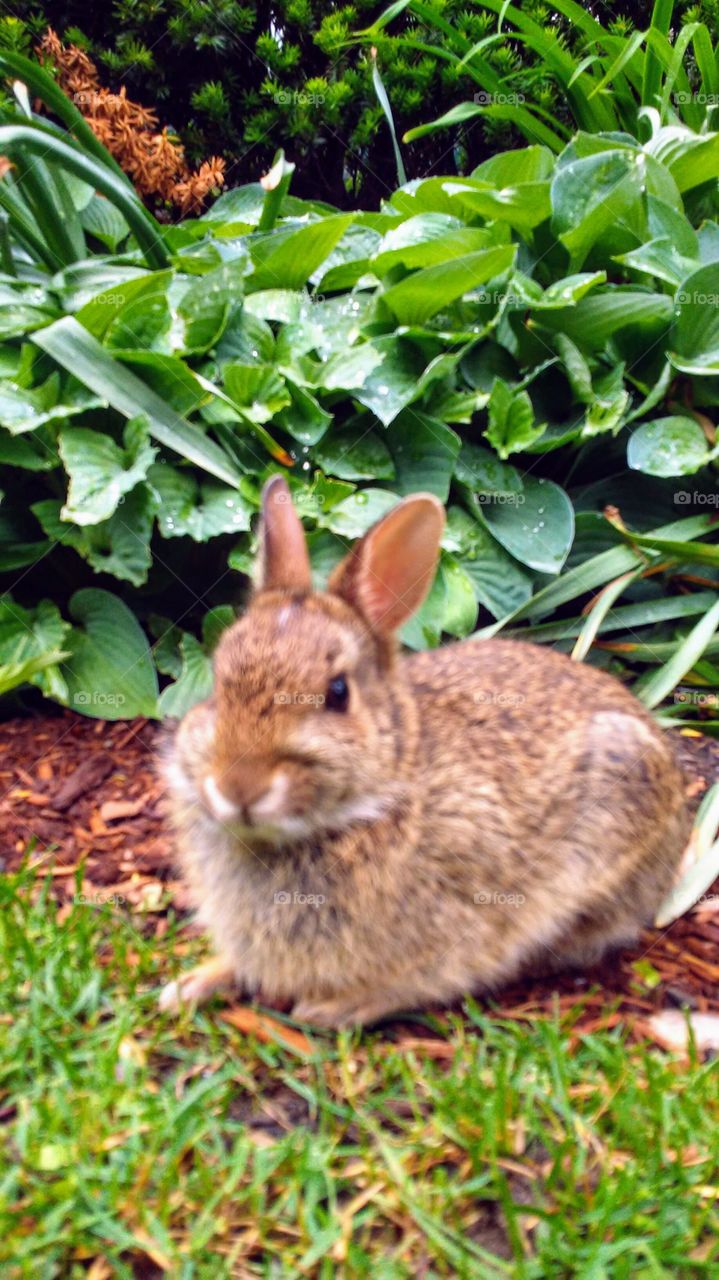 spring. bunny. green