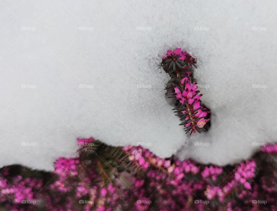 Pink bloom in the cold snow