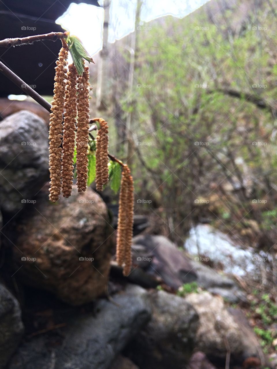 Nature accessories
Captured by iphone 5s 
