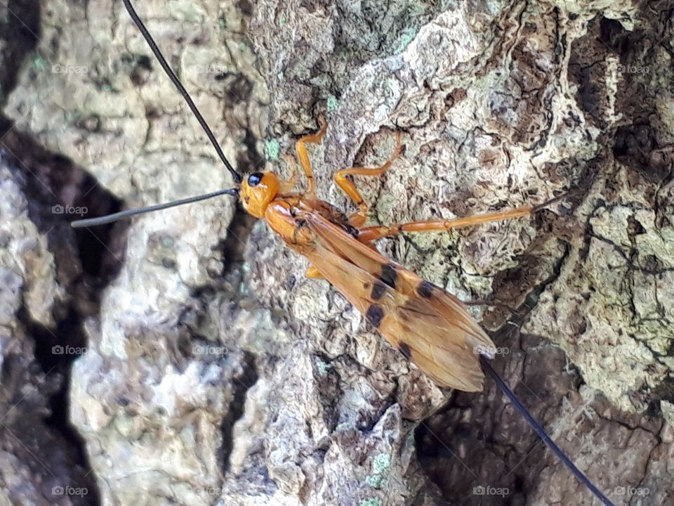 parasitic wasp