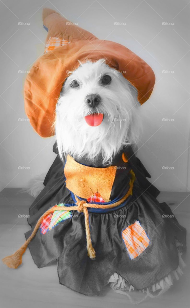 Cesar in a scare crow costume 