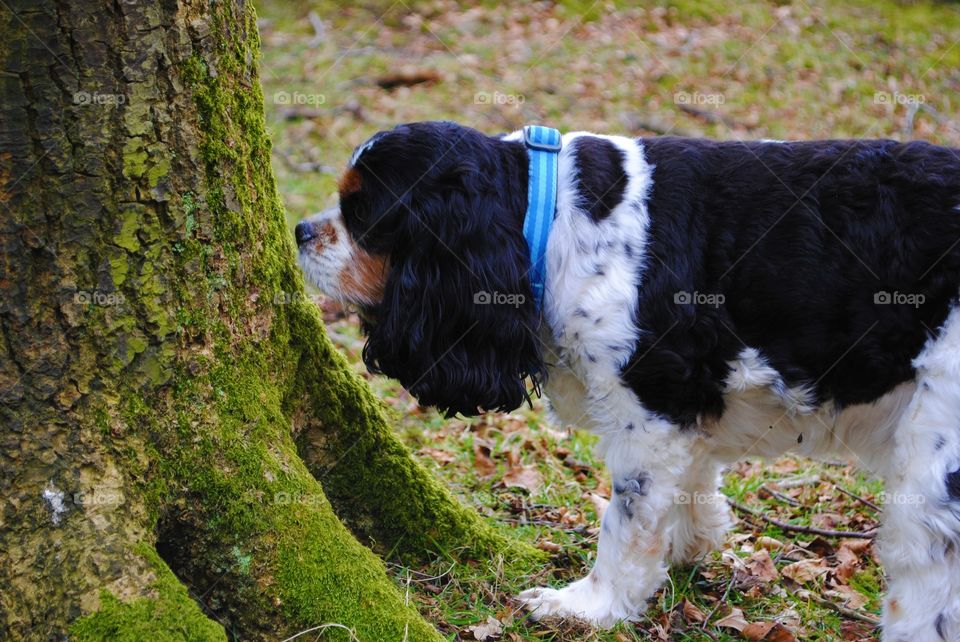 Walter the dog sniffs a tree