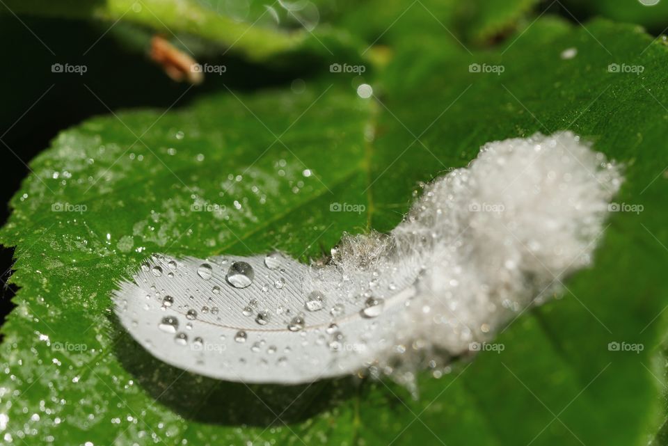 Wet feather