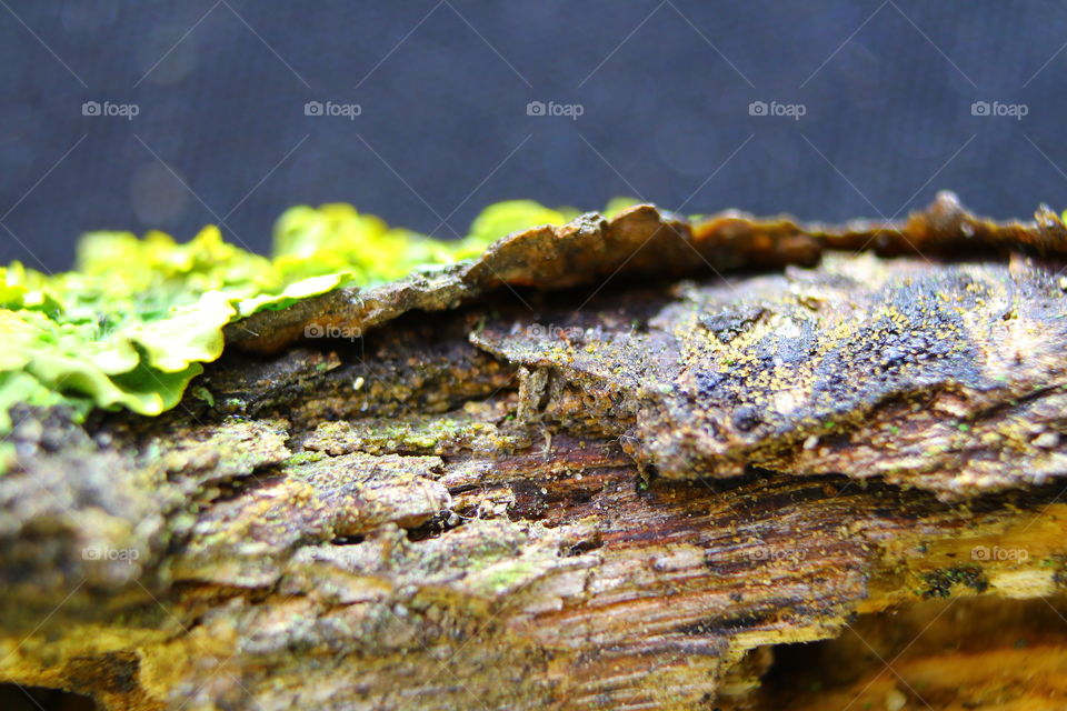 Moss and lichen