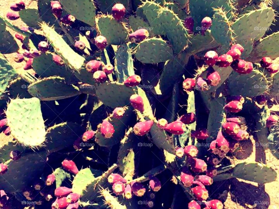 Prickly pear