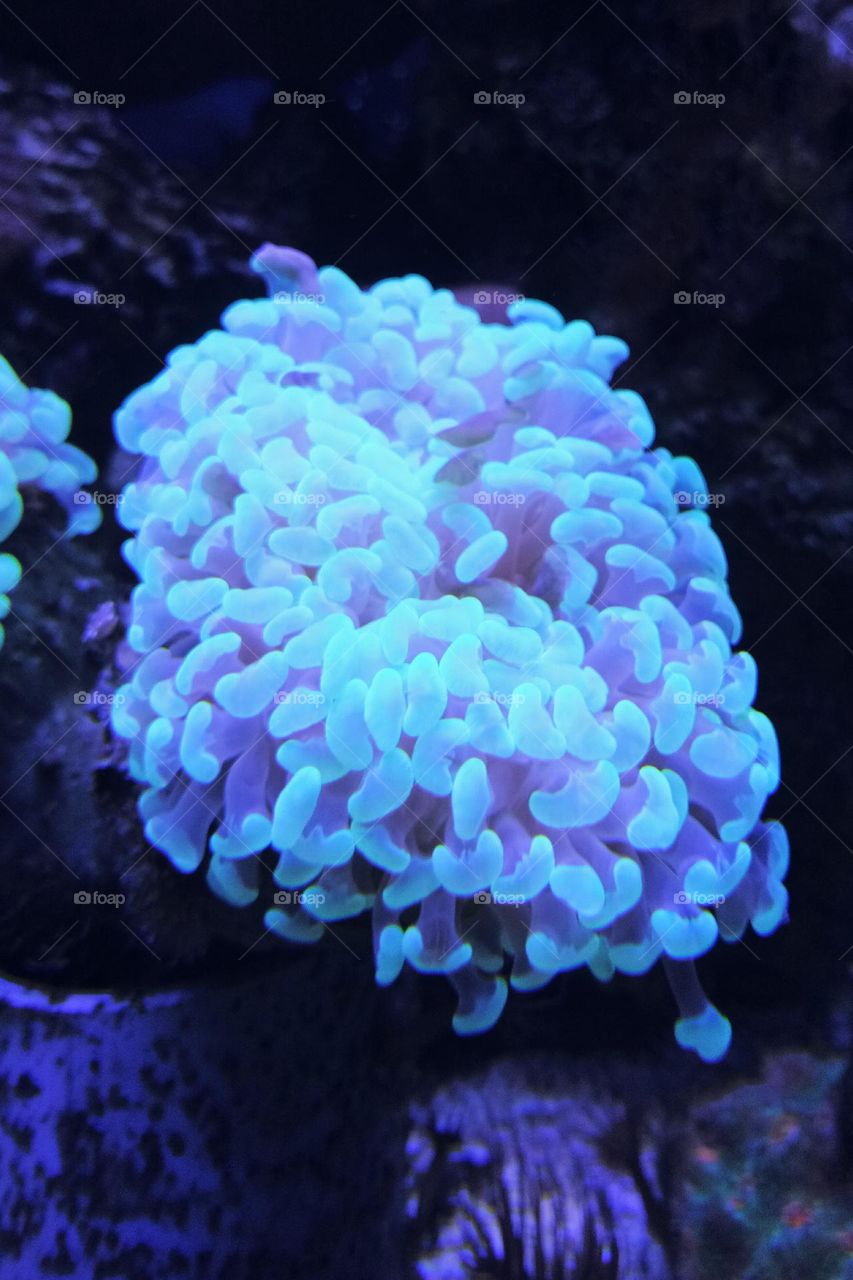 Coral reef in the aquarium