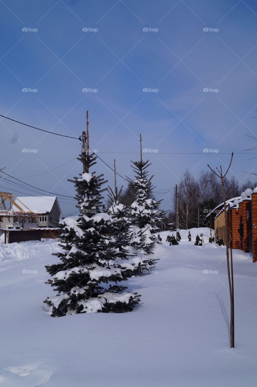 Стройные зимние красавицы