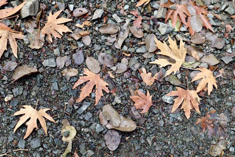 Fall leaves on the ground 