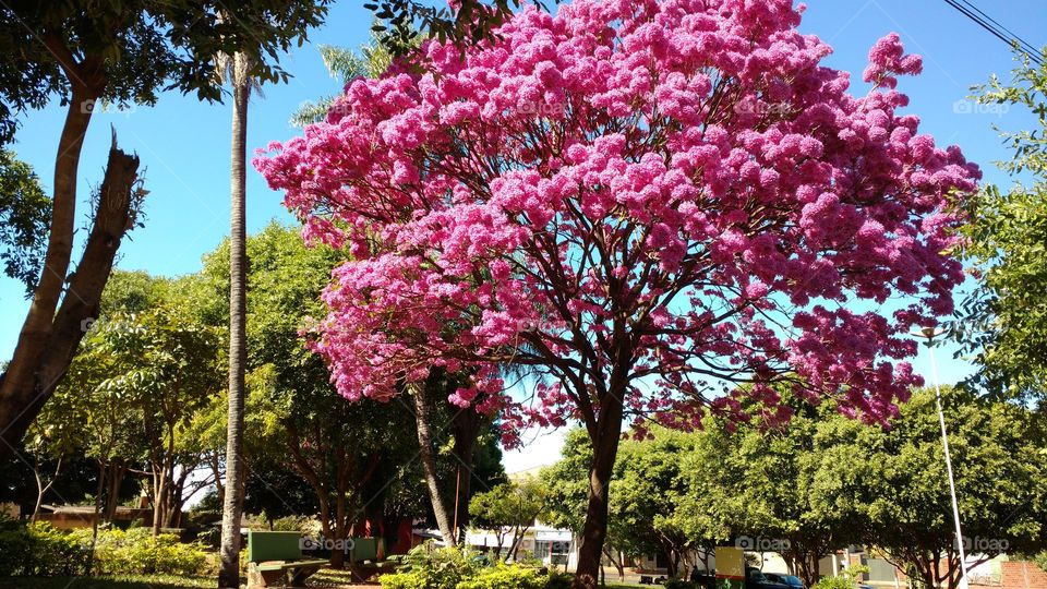 As flores mais belas de um Ipê rosa.