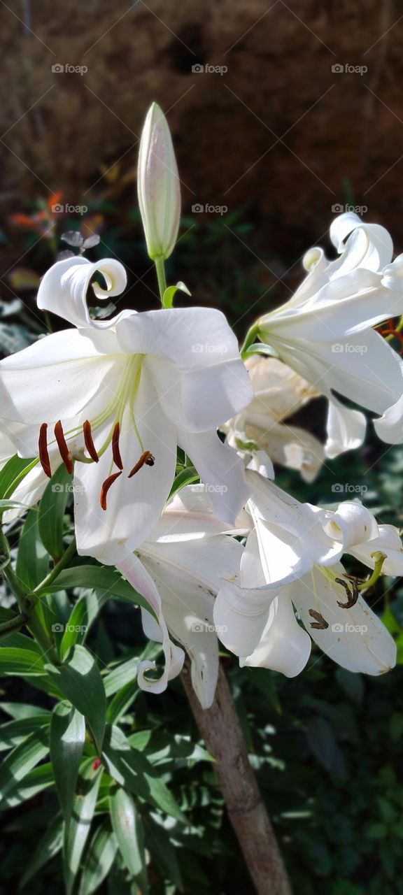 magnificent white lily