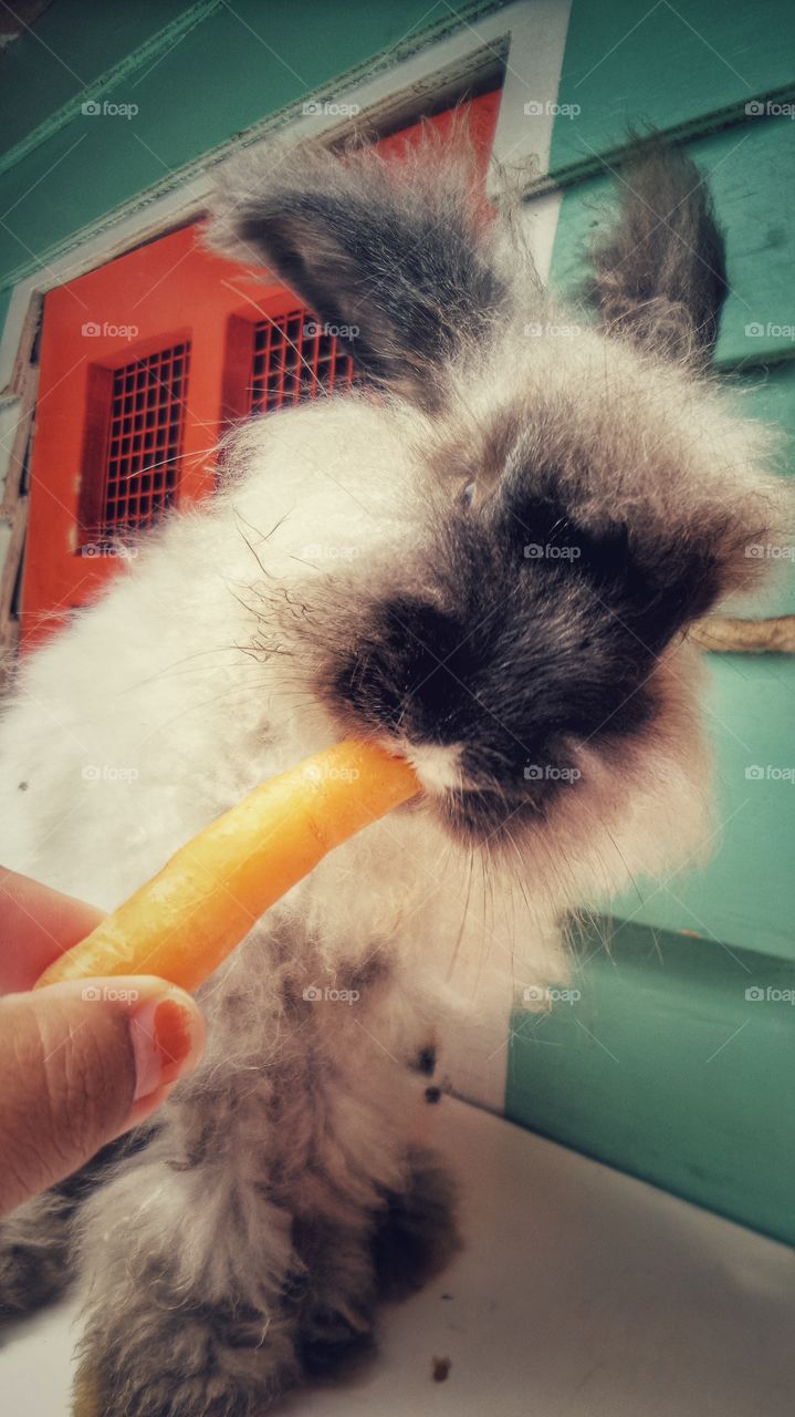 bunny eats carrot