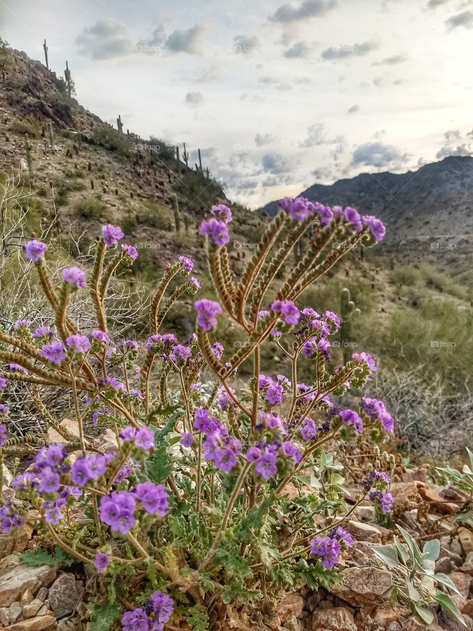 the edge of a mountain trail