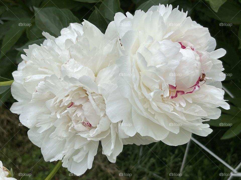 Double Peonies 