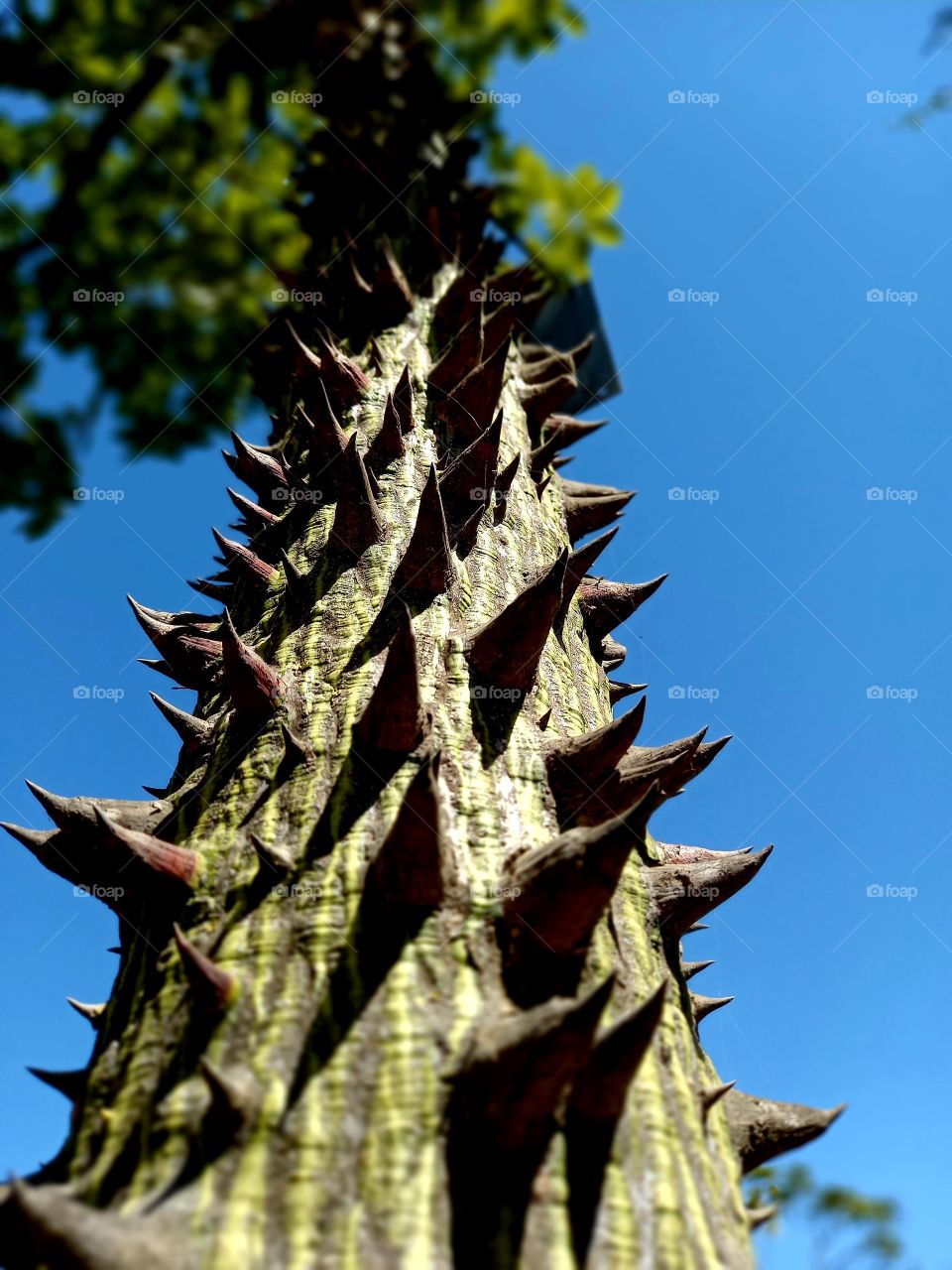 Sharp Trunks of a tree