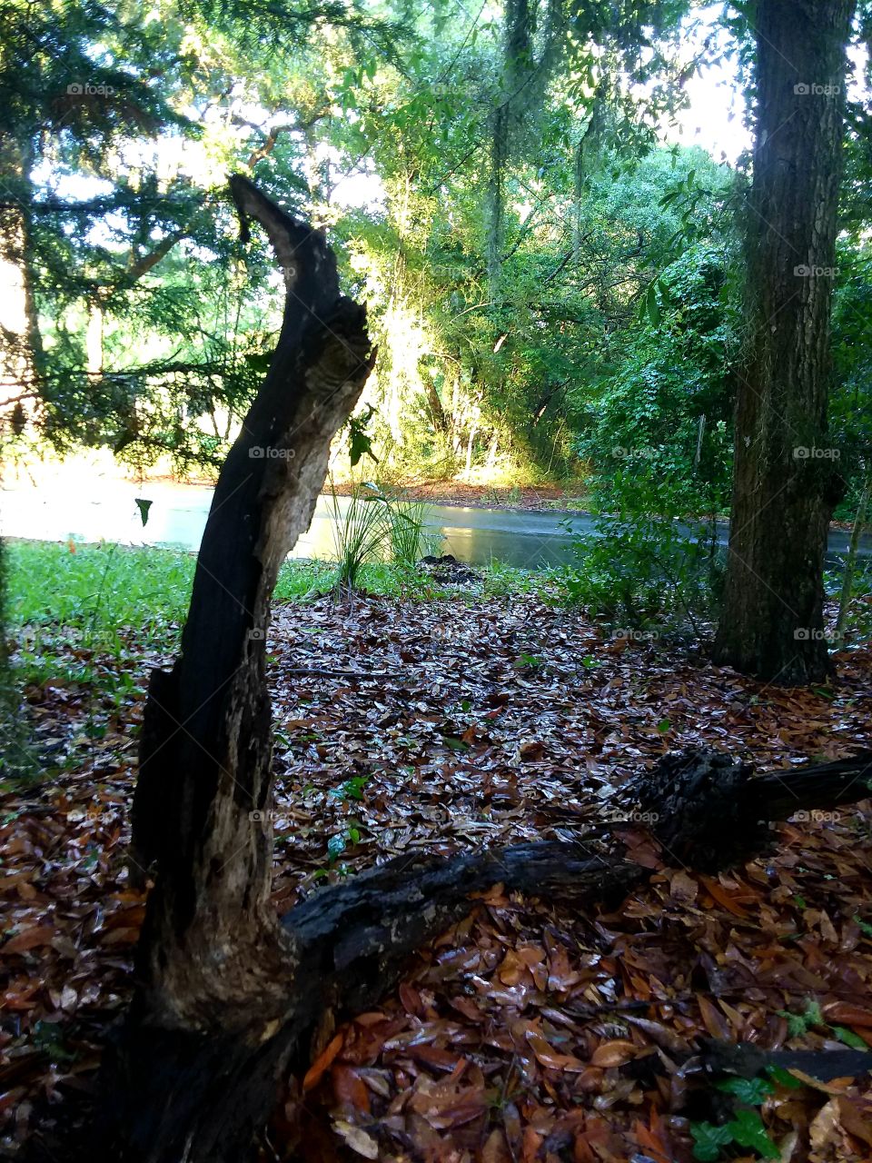 my favorite drift wood in the garden under the trees